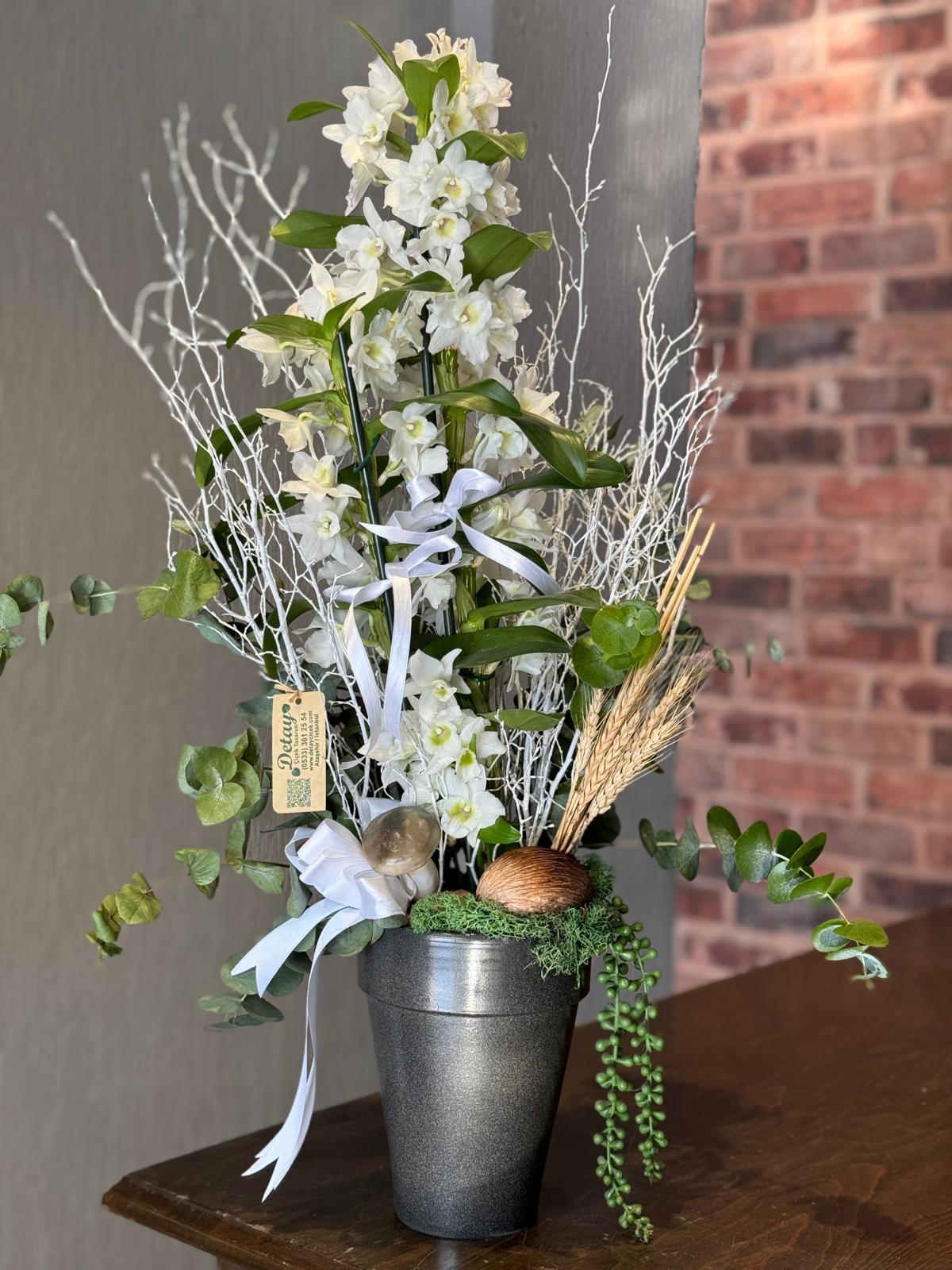 Dendrobium Orkide